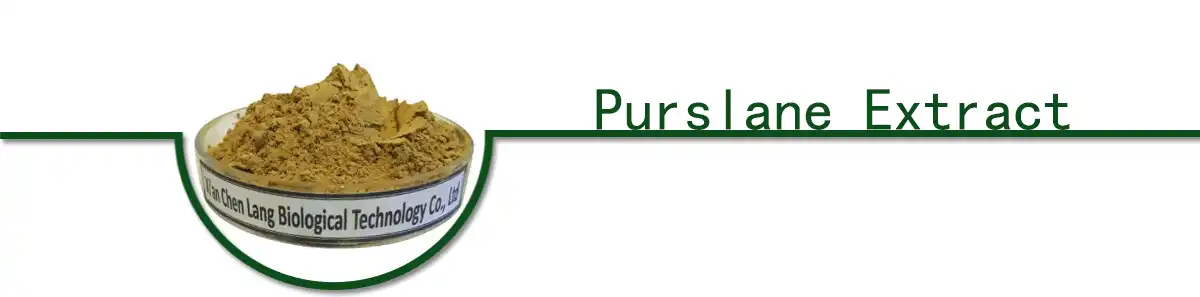 Purslane Extract powder.jpg